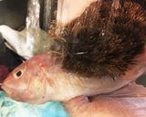魚の臭みをとる方法(特に鯛類)作り方2写真