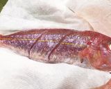 魚の臭みをとる方法(特に鯛類)作り方7写真