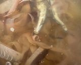 豚汁　具沢山作り方1写真