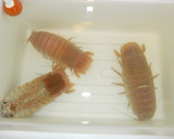 愛知の魚!?オオグソクムシの下処理作り方1写真