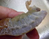 愛知の魚!?オオグソクムシの下処理作り方4写真