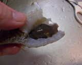 愛知の魚!?オオグソクムシの下処理作り方5写真