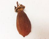 とっても楽しみな干し柿！作り方6写真