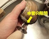 ホッキ貝の刺身＆湯引き作り方1写真