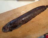 フサギンポの刺身作り方1写真