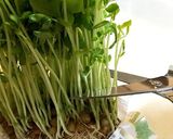 ママ喜ぶ！カンタン豆苗deリースサラダ作り方1写真