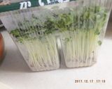 ※マッシュさつまのリンゴ貝割れサラダ※作り方4写真