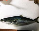 鳥羽沖 ブリ（ワラサ）の刺身作り方1写真