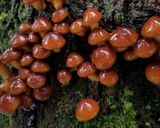 天然ナメコの大根おろし和え・我流の食べ方作り方1写真