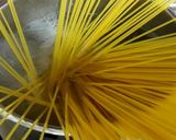 辛さは後づけ♪キノコのペペロンチーノ作り方1写真