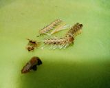 犬ご飯　氷下魚のおじや作り方3写真