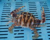 シマイシガニのかに汁作り方1写真