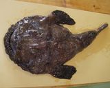 アンコウの捌き方作り方1写真
