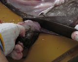 アンコウの捌き方作り方9写真