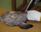 アンコウの捌き方作り方7写真