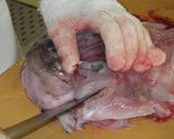 アンコウの捌き方作り方13写真