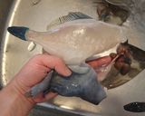 カワハギの刺身の肝添え作り方5写真