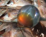 メバルの煮付け作り方5写真