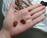 お正月・お年賀に☆簡単戌クッキー。作り方7写真