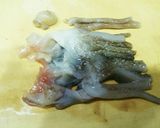 スルメイカ身と肝の洋風ホイル蒸し作り方3写真