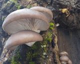 天然ヒラタケの佃煮作り方1写真