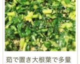 大根の葉の胡麻和え♡いつも同じ味に♡作り方14写真