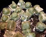 簡単 餅のみぞれかけ トースターでも作り方2写真