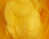 かぶの千枚漬け作り方3写真