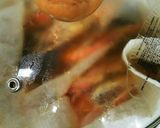 お正月やオードブルに★海老の旨煮★作り方5写真
