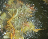 おっさんのエビ、イカのかき揚げ作り方6写真
