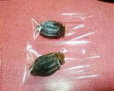 冷凍庫で!干し柿の保存方法作り方1写真