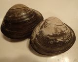 ホッキ貝のカルパッチョ作り方1写真