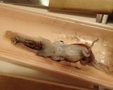 ヤリイカの刺身作り方3写真