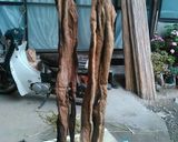 収穫から!芋がらの作り方作り方8写真
