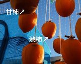 甘柿で作る干し柿（あんぽ柿）作り方3写真
