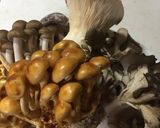 簡単 おろしきのこうどん作り方1写真