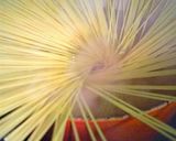 ベーコンとブロッコリーのトマトソーススパ作り方1写真