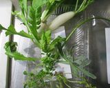 土鍋で七草がゆ作り方1写真