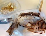 鯛好き男の作る 焼鯛で鯛めし作り方1写真