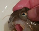 イイダコの甘辛煮付け(下処理・コツあり)作り方8写真
