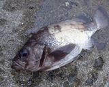 メバルの刺身作り方1写真
