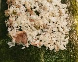 なめたけ・牛炒め巻き寿司作り方2写真