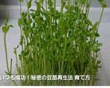 激安！簡単豆苗ともやしの卵炒め作り方6写真