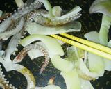 簡単＊スルメイカとわかめの生姜焼き作り方6写真
