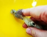 イカの下処理(ヒイカ)作り方1写真