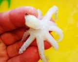 イカの下処理(ヒイカ)作り方4写真