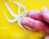 イカの下処理(ヒイカ)作り方5写真