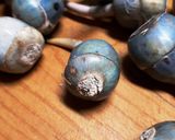 くわいの素揚げ＆甘くない煮物作り方1写真