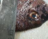 野菜とともに鯛の兜煮作り方3写真