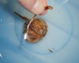 生栗の下茹で!ベーキングパウダーver作り方12写真